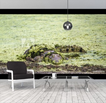 Picture of Nile crocodile in Kruger National park South Africa